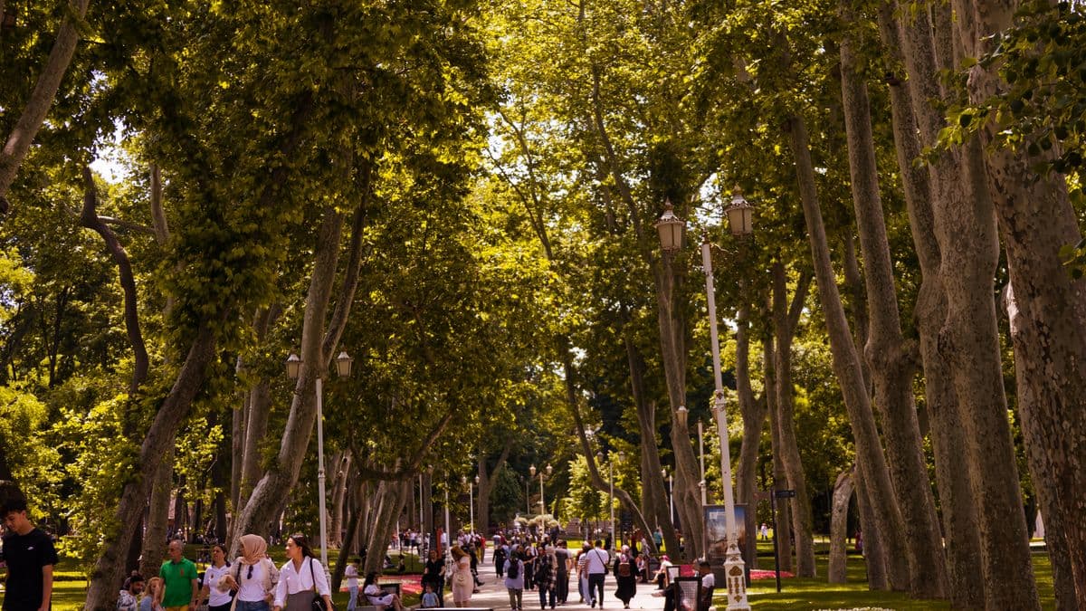 People walking along a tree-lined park path